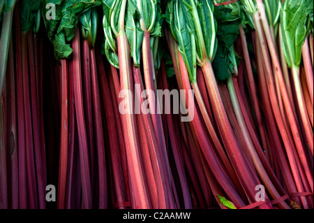 organic rhubarb Stock Photo