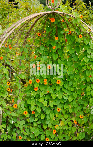 Black-eyed Susan (Thunbergia alata) Stock Photo