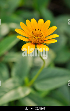 False sunflower (Heliopsis helianthoides) Stock Photo