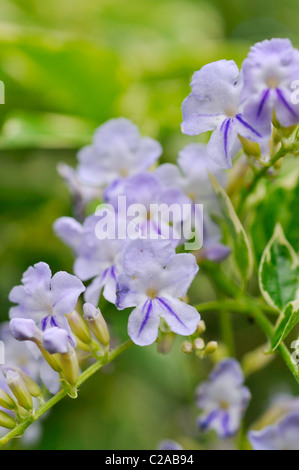 Pigeon berry (Duranta erecta) Stock Photo