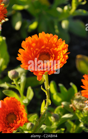 Pot marigold (Calendula officinalis 'Greenheart Orange') Stock Photo