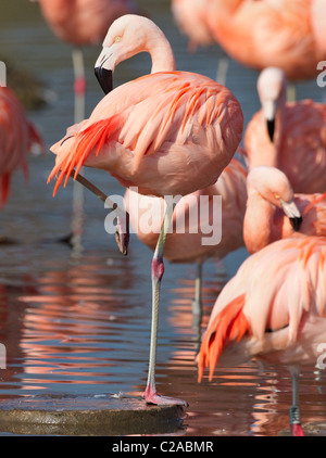 Chilean Flamingos at Slimbridge Phoenicopterus chilensis typically standing on one leg Stock Photo