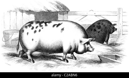 19th Century book illustration, taken from 9th edition (1875) of Encyclopaedia Britannica, of Pigs Stock Photo