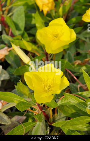 Missouri evening primrose (Oenothera macrocarpa syn. Oenothera missouriensis) Stock Photo