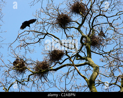 Rook Corvus frugilegus nests and adult bird in a rookery at Slimbridge in Gloucestershire Stock Photo