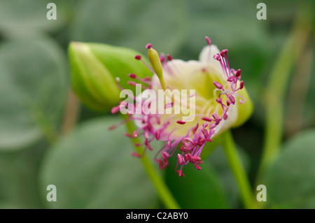 Caper plant (Capparis spinosa) Stock Photo