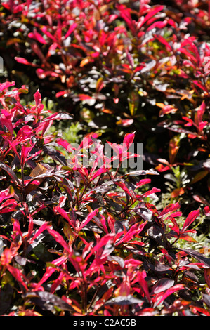 Parrot leaf (Alternanthera bettzickiana 'Red Green Yellow') Stock Photo