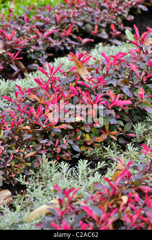 Parrot leaf (Alternanthera bettzickiana 'Red Green Yellow') Stock Photo