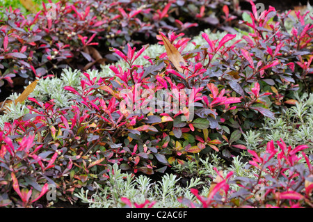 Parrot leaf (Alternanthera bettzickiana 'Red Green Yellow') Stock Photo