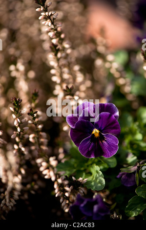 Viola F1 Antique Shades in bloom with Calluna vulgaris ‘Bud Bloomers’ in the background Stock Photo