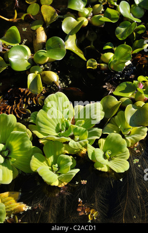 Water lettuce (Pistia stratiotes) and water hyacinth (Eichhornia crassipes) Stock Photo