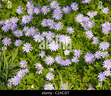 Anemone blanda or Windflower carpeting the ground in early spring Stock Photo
