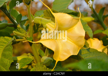 Golden angel's trumpet (Brugmansia aurea) Stock Photo