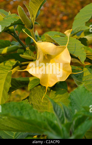 Golden angel's trumpet (Brugmansia aurea) Stock Photo