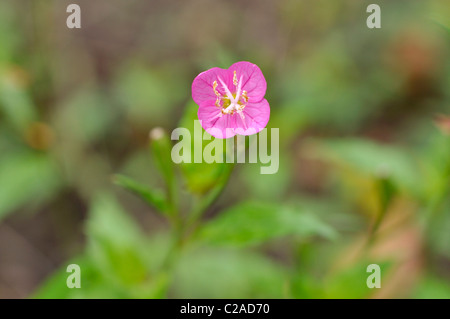 Pink evening primrose (Oenothera rosea) Stock Photo