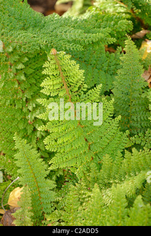 Soft shield fern (Polystichum setiferum 'Plumosum Densum') Stock Photo