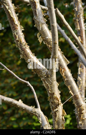 Yellow birch (Betula alleghaniensis) Stock Photo