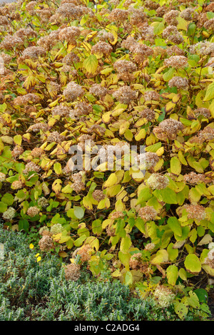 Tree hydrangea (Hydrangea arborescens 'Grandiflora') Stock Photo