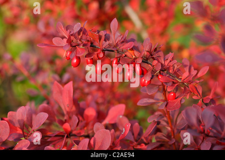 Purple leaf barberry (Berberis thunbergii 'Atropurpurea') Stock Photo
