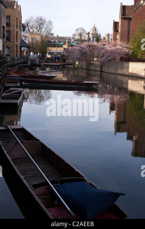 Punts moored on the Cam on a spring morning in Cambridge. Stock Photo
