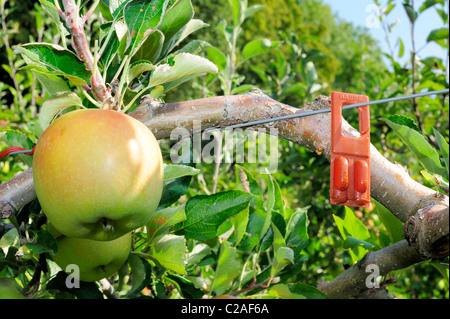 Pheromone control against Apple Codling Moth (Cydia pomonella) in a Swiss orchard  Stock Photo