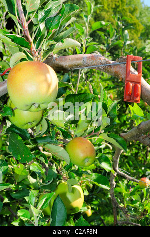 Pheromone control against Apple Codling Moth (Cydia pomonella) in a Swiss orchard  Stock Photo