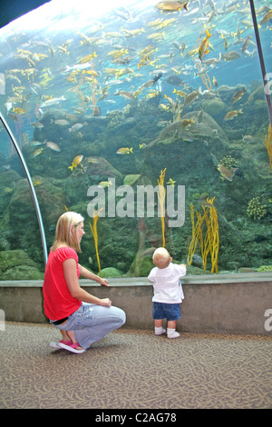 Mother baby at colorful tropical reef fish at The Florida Aquarium, Tampa Florida Stock Photo