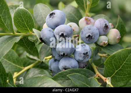 Ripe blueberries on bush South Haven Michigan Stock Photo