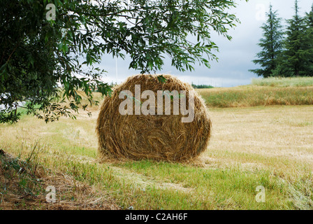 Large round straw bale in a field Stock Photo