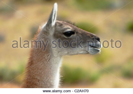 Guanaco in Torres del Paine National Park, Patagonia, Chile Stock Photo ...