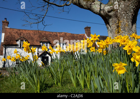 Yellow daffodils in the foreground with an old oak tree and white cottage in the background. A typical English village scene. Stock Photo