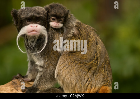 EMPEROR TAMARIN saguinus imperator with baby captive Stock Photo