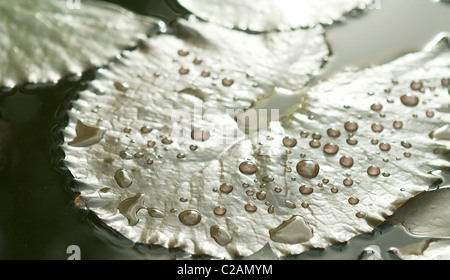 lily pad in a Hawaiian pond after the rain with raindrops on it. Stock Photo