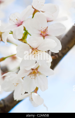 Macro detail shot several cherry blossoms during the annual bloom in Washington DC. Stock Photo