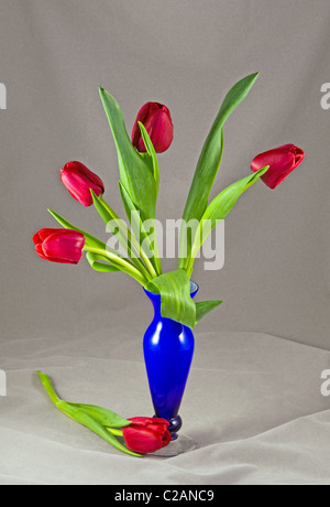 red tulips in blue vase five dew drops mist water on flowers composition arrangement still life table top set-up cut out flowers Stock Photo