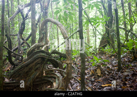 South America, buttress root in Amazon rainforest Stock Photo