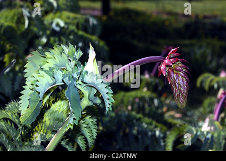 Honey Flower- melianthus major- Family Melianthaceae Stock Photo
