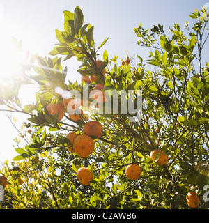 Ripe oranges on tree Stock Photo