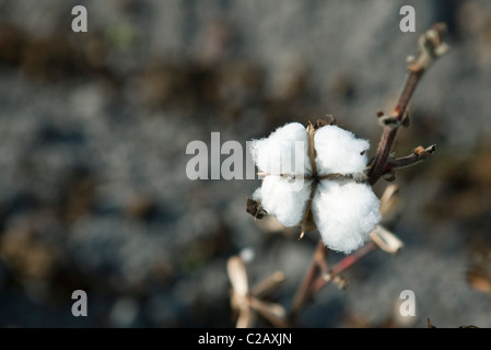 Cotton boll ready for picking Stock Photo