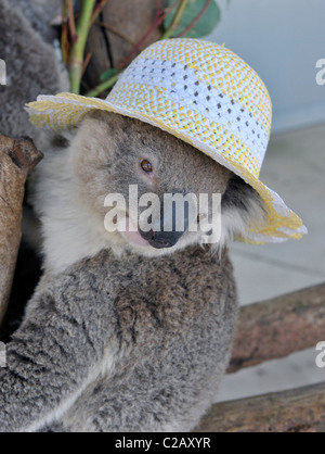 KOALA COOLS OFF WITH LOLLY A cute koala bear keeps cool in the Aussie heatwave - by licking on a lolly. The furry fellow, named Stock Photo