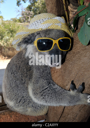 KOALA COOLS OFF WITH LOLLY A cute koala bear keeps cool in the Aussie heatwave - by licking on a lolly. The furry fellow, named Stock Photo