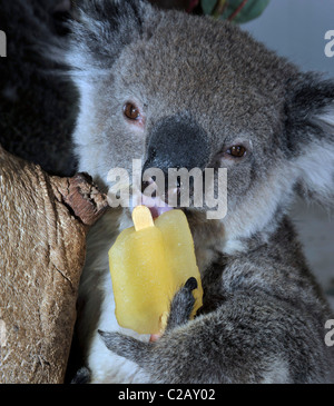 KOALA COOLS OFF WITH LOLLY A cute koala bear keeps cool in the Aussie heatwave - by licking on a lolly. The furry fellow, named Stock Photo