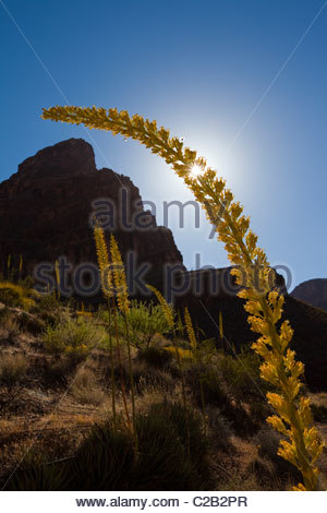 Bright sun behind a blooming century plant, Agave utahensis. Stock Photo