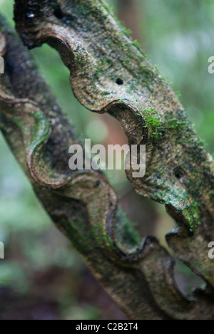 Tropical tree branch, close-up Stock Photo