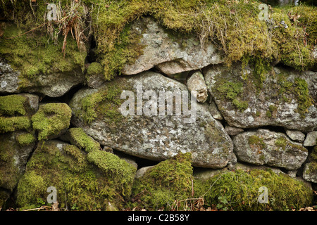 Dry stone wall on Dartmoor, Devon, UK. Stock Photo