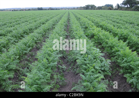 Field of carrots in Normandy Stock Photo