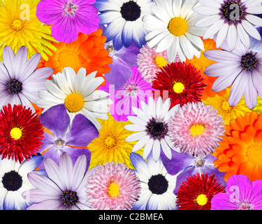 Various Colorful Daisy Flowers Stock Photo