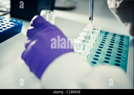 Close up of scientist hands pipetting into small test tubes above rack wearing purple latex gloves in science lab Stock Photo