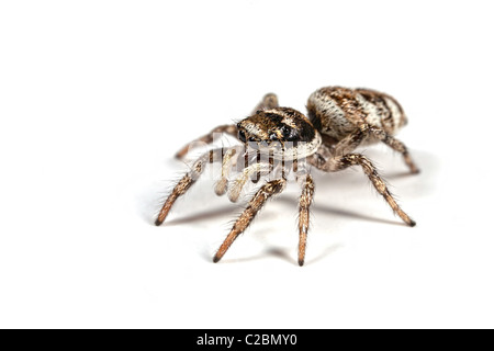 A zebra jumping spider on a white background Stock Photo