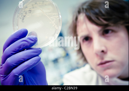 Young male scientist looking closely at cell culture in petri dish wearing purple latex gloves and white lab coat in science lab Stock Photo